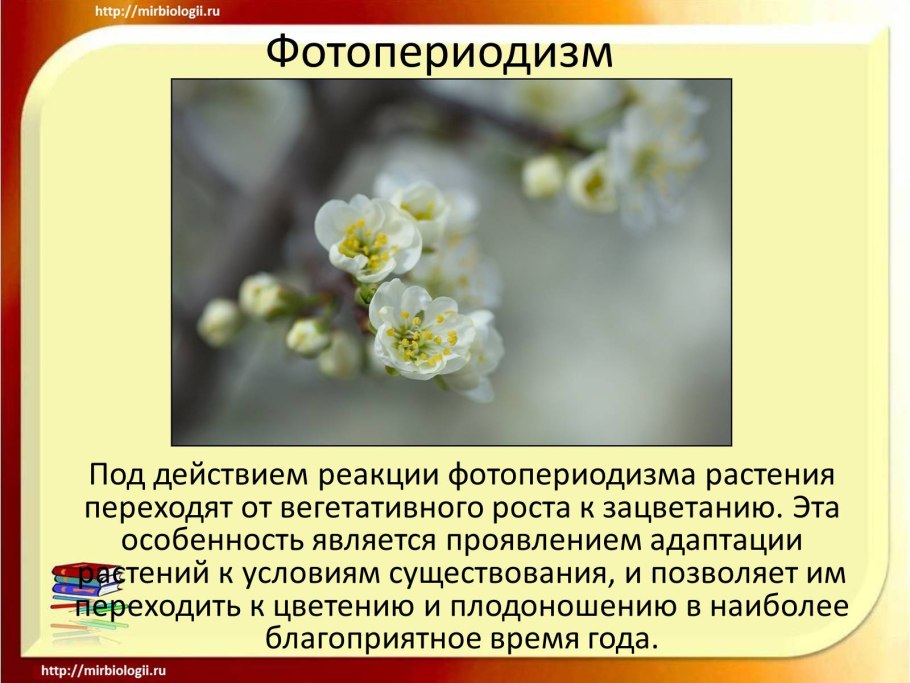 Фотопериодизм у растений