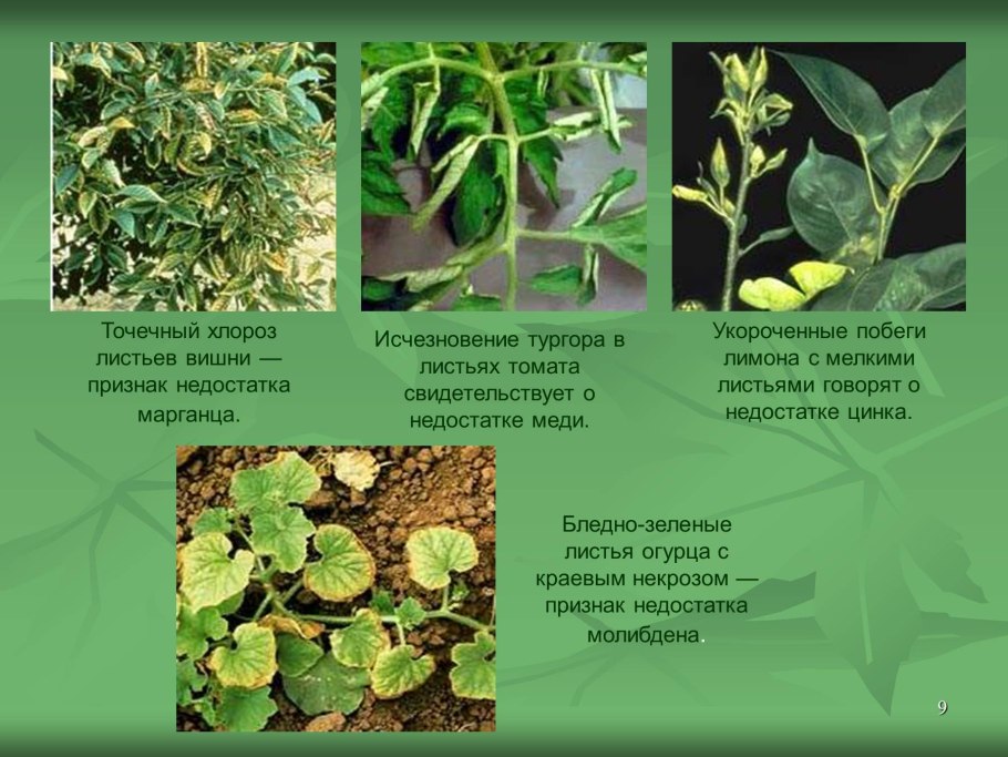 Недостаток Минеральных веществ у растений