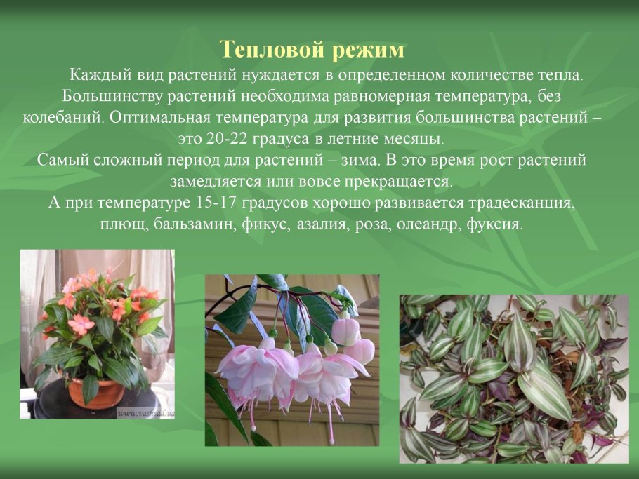 Тепловой режим комнатных растений