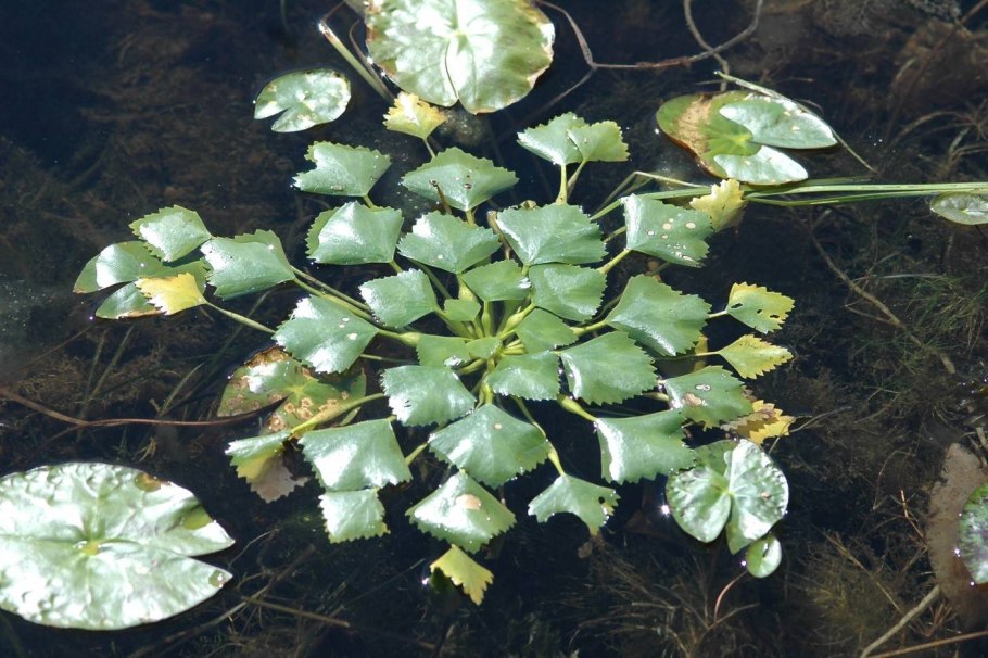 Удобрение Грин Бэлт Агрикола универсальное 1 кг