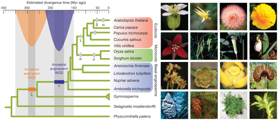 Филогенетическое дерево покрытосеменных