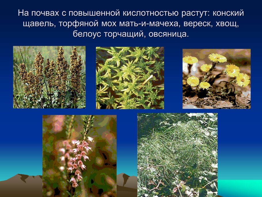 Растения индикаторы кислых почв