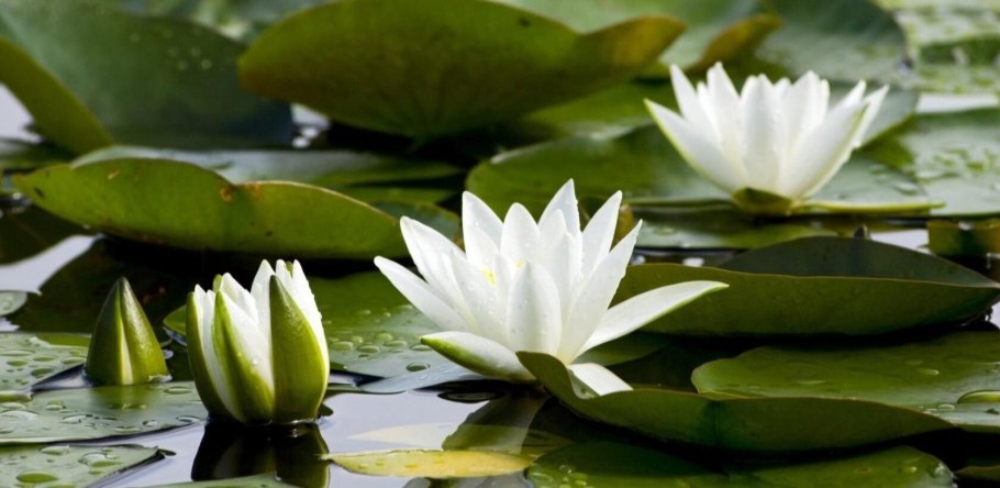 Водяные растения