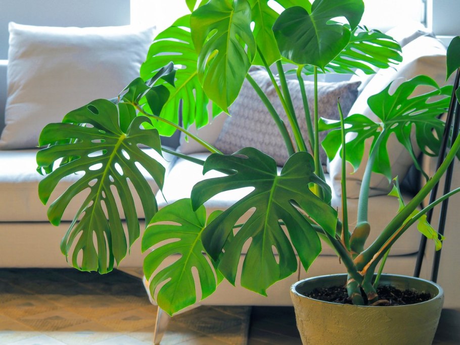 Монстера Делициоза (Monstera deliciosa)