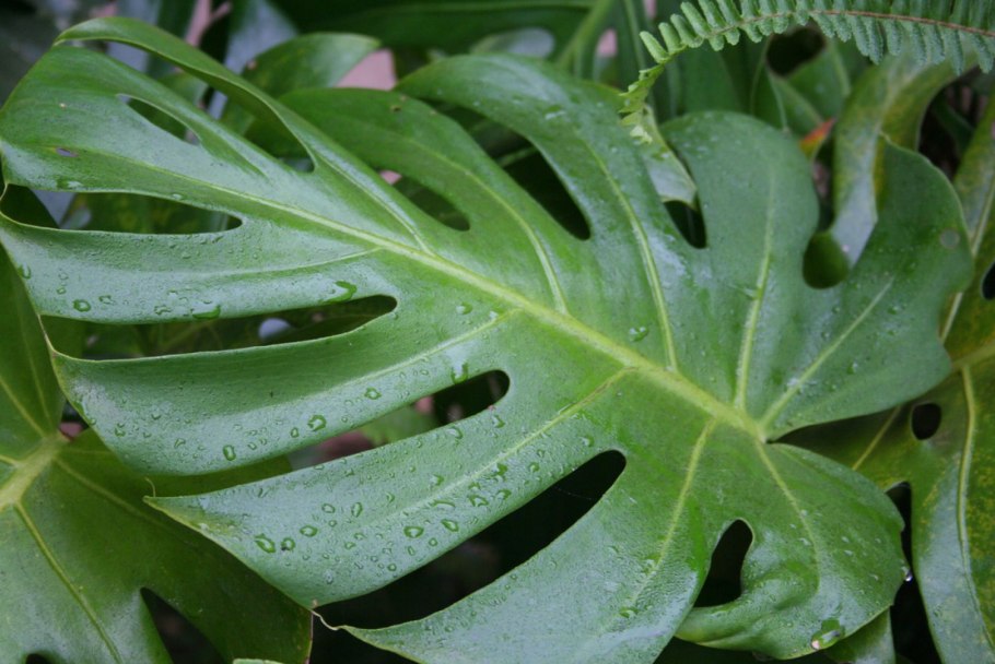 Монстера крупнолистная