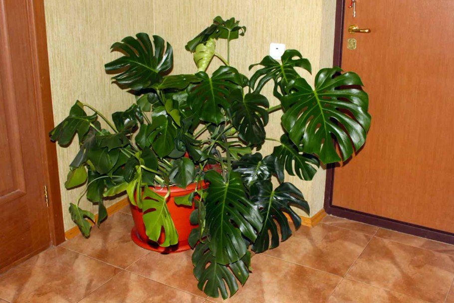 Монстера Гиндукуш