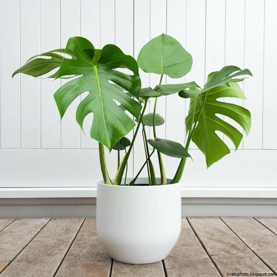 Монстера Делициоза (Monstera deliciosa)