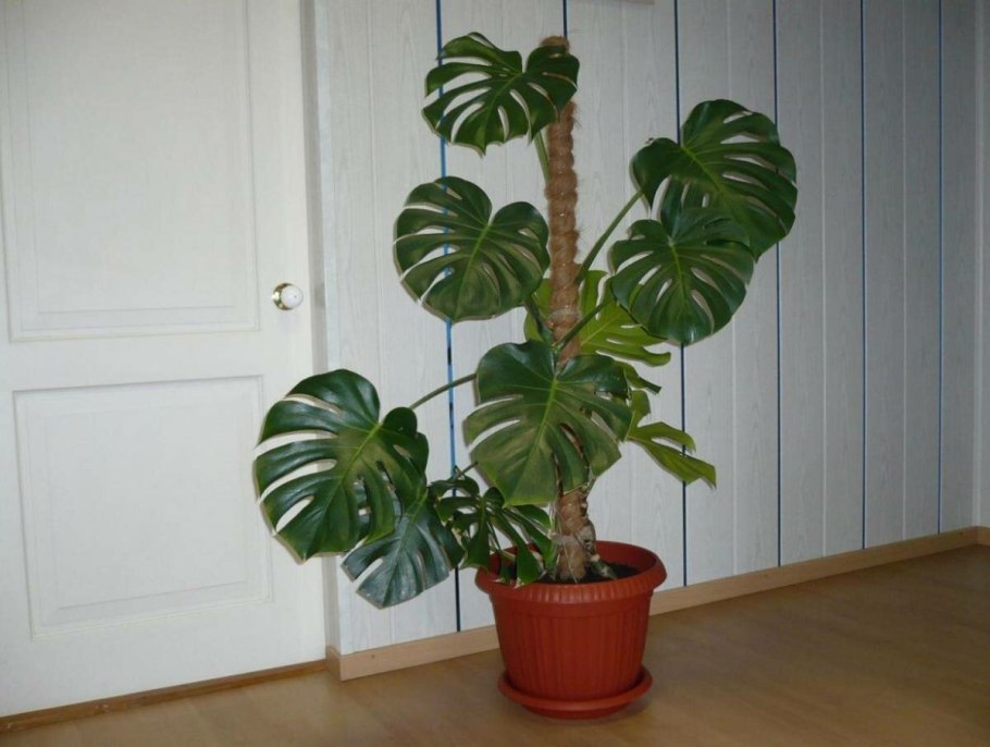 Диффенбахия, монстера и Антуриум.