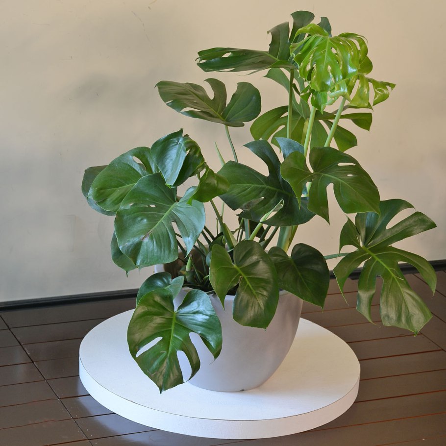 Monstera SP (n1) 20-35