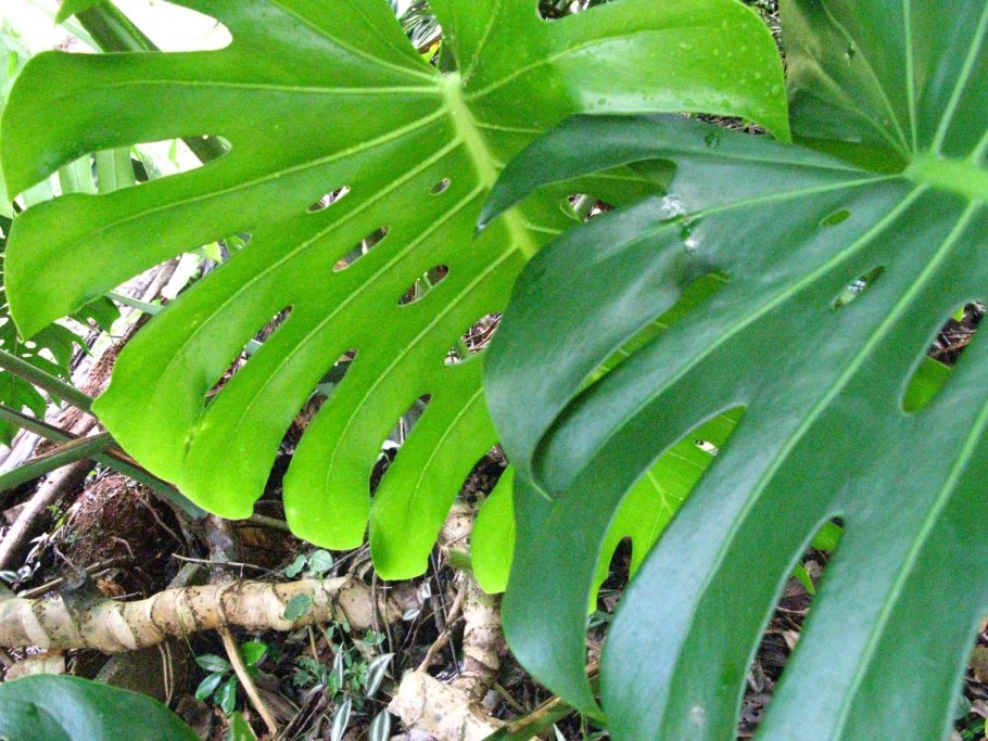 Монстера Пертусум