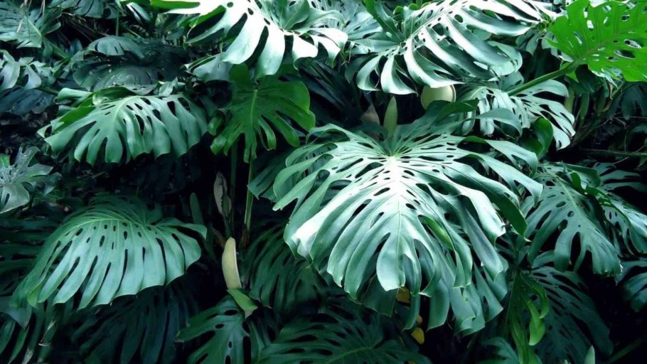 Филодендрон ядовитый