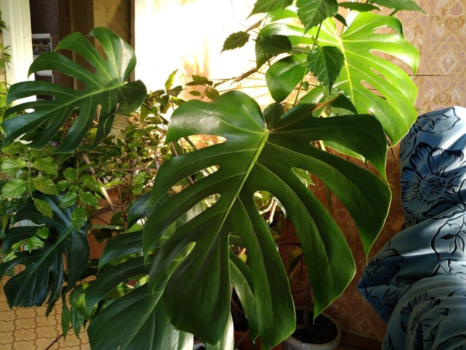 Монстера крупнолистная