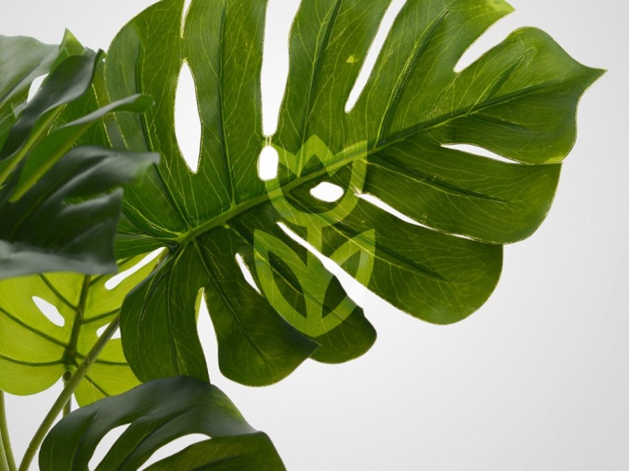 Монстера Пертусум