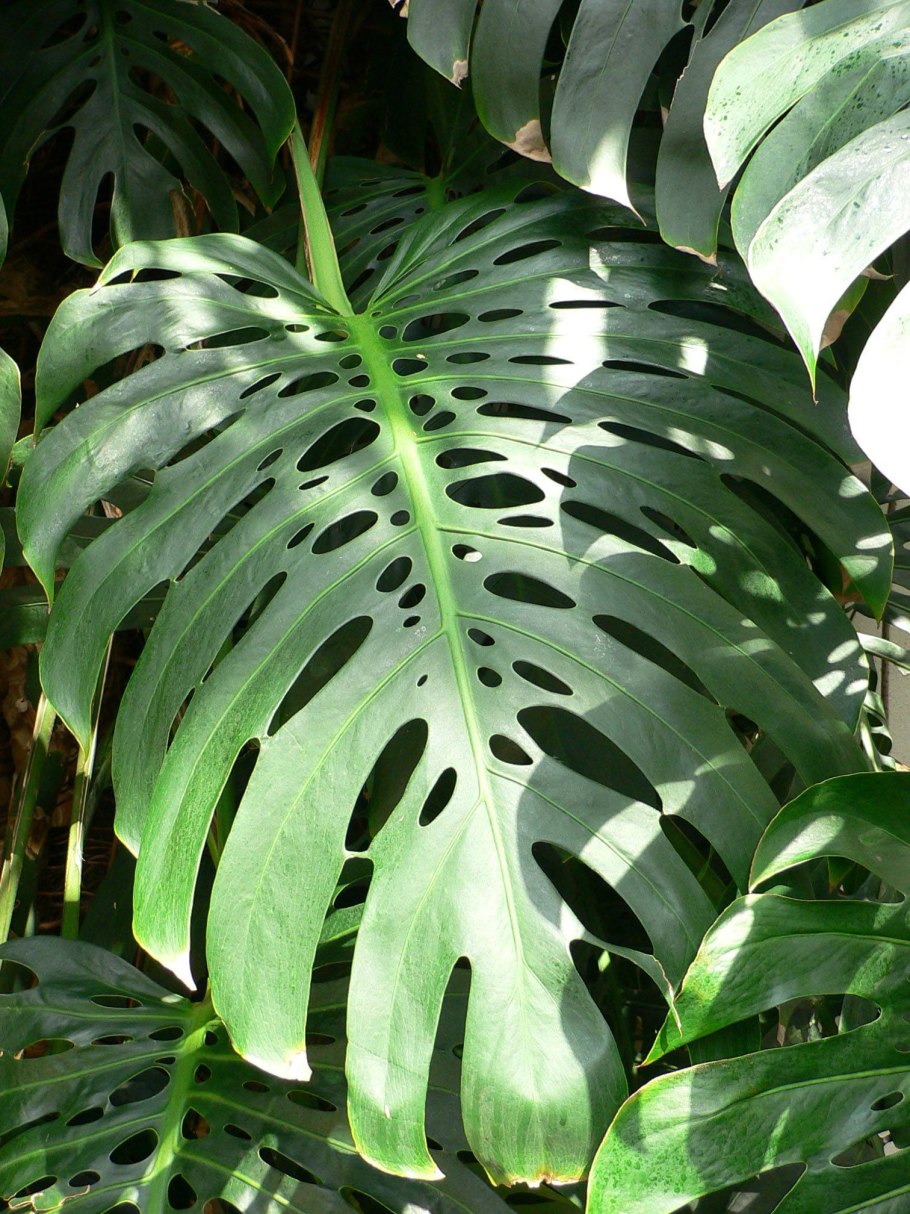 Monstera lechleriana
