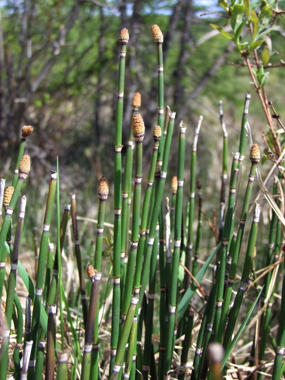 Equisetum hyemale (эквисетум гиемале) хвощ зимующий