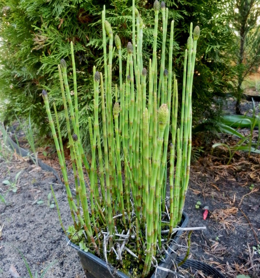 Equisetum variegatum хвощ пестрый