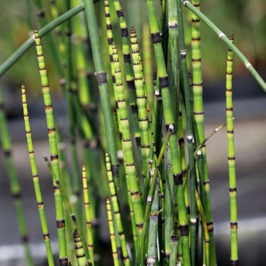 Хвощ Equisetum japonicum