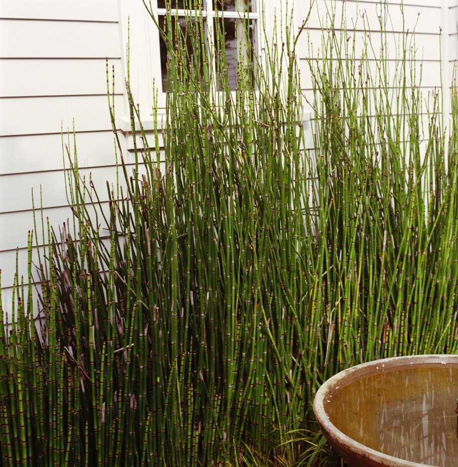 Водное растение Equisetum Horsetail