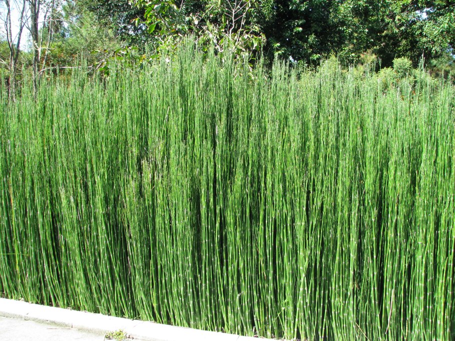 Хвощ зимующий