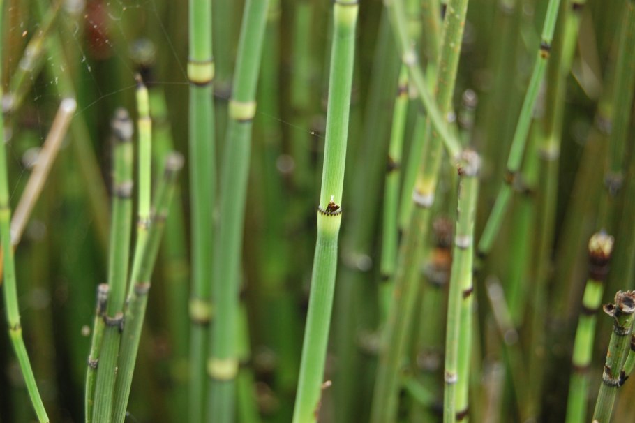 Хвощ зимующий Equisetum hyemale