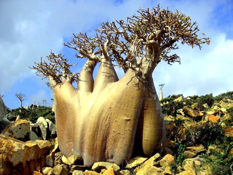 Озеро Текапо в новой Зеландии