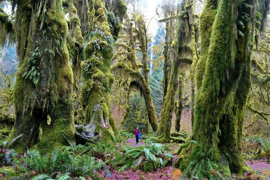 Тенистый миксбордер