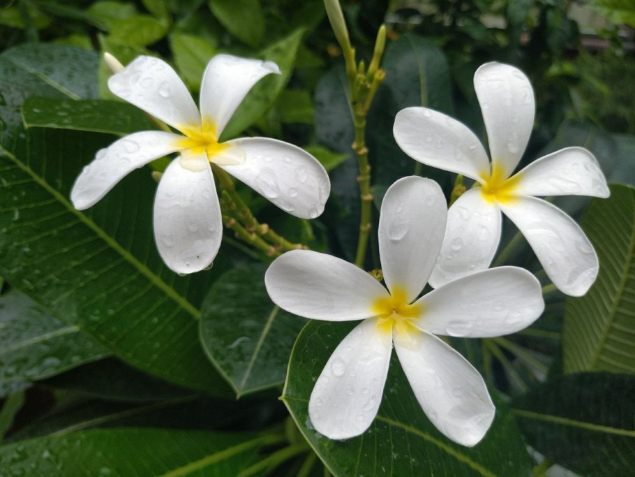 Вечнозелёные леса хвойные