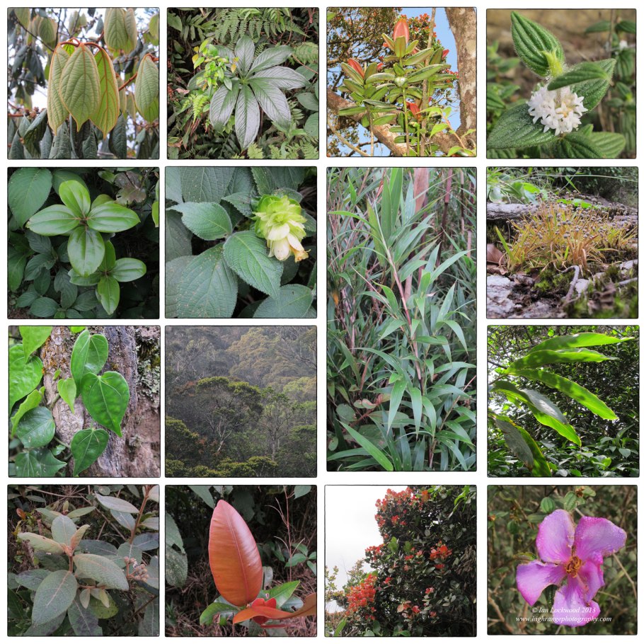 Лес Хох в Сиэтле