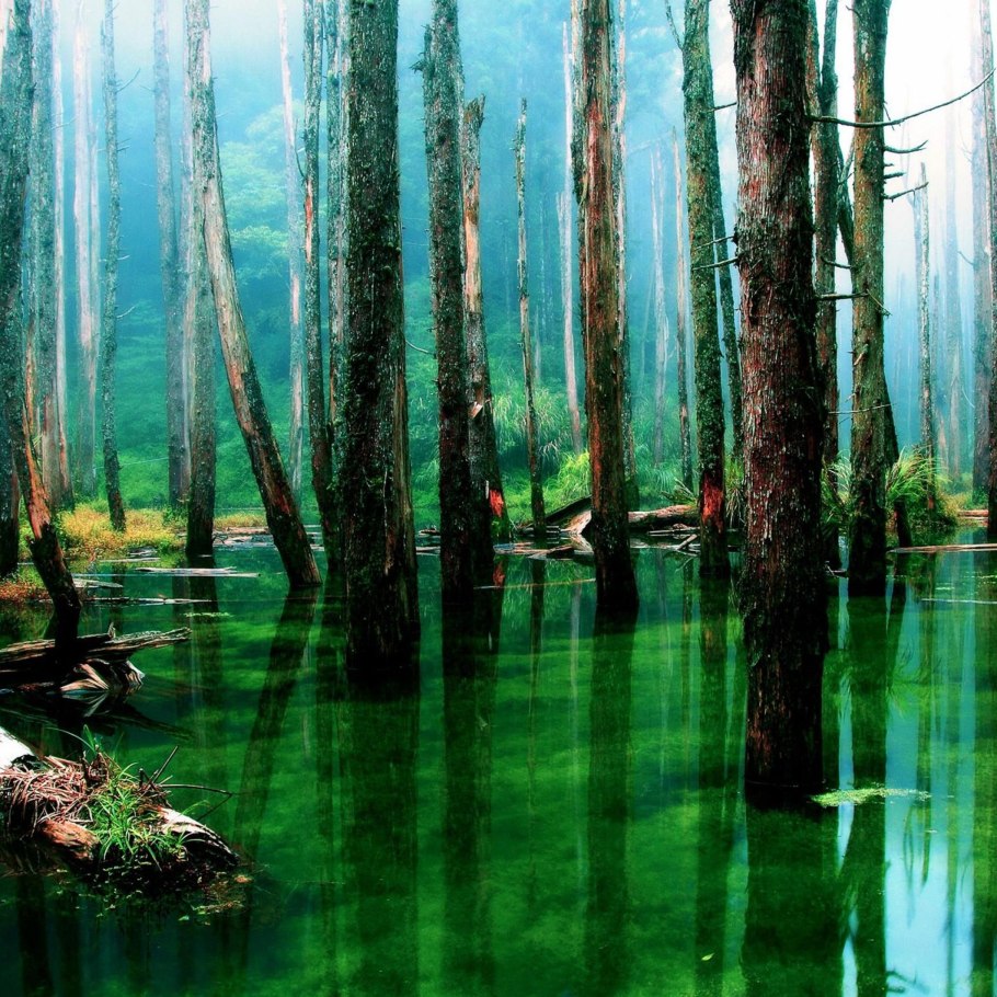 Затопленный лес