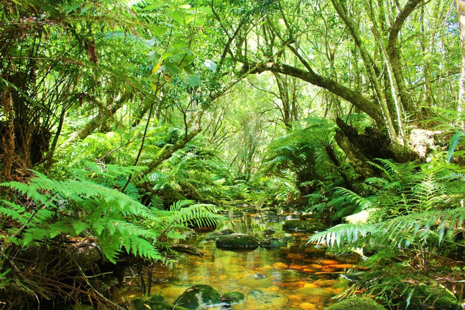 Жестколистные леса Южной Америки