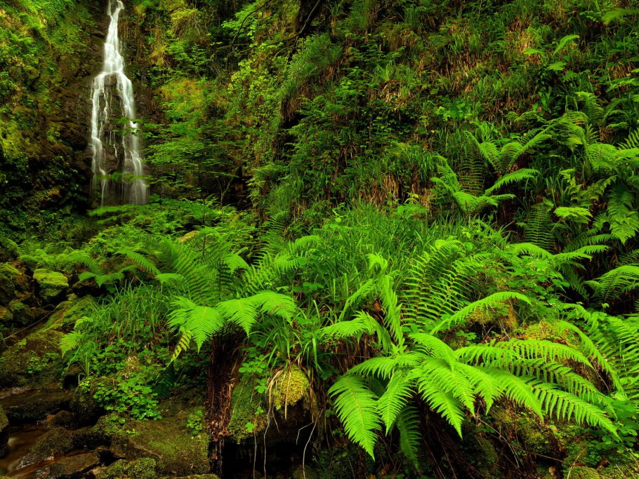 Папоротники Абхазии