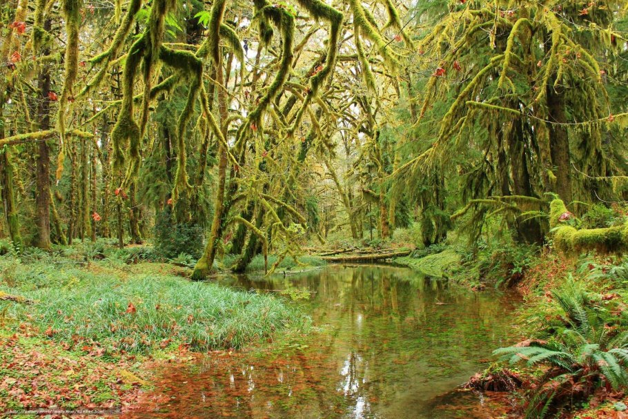 Флорида тропический лес