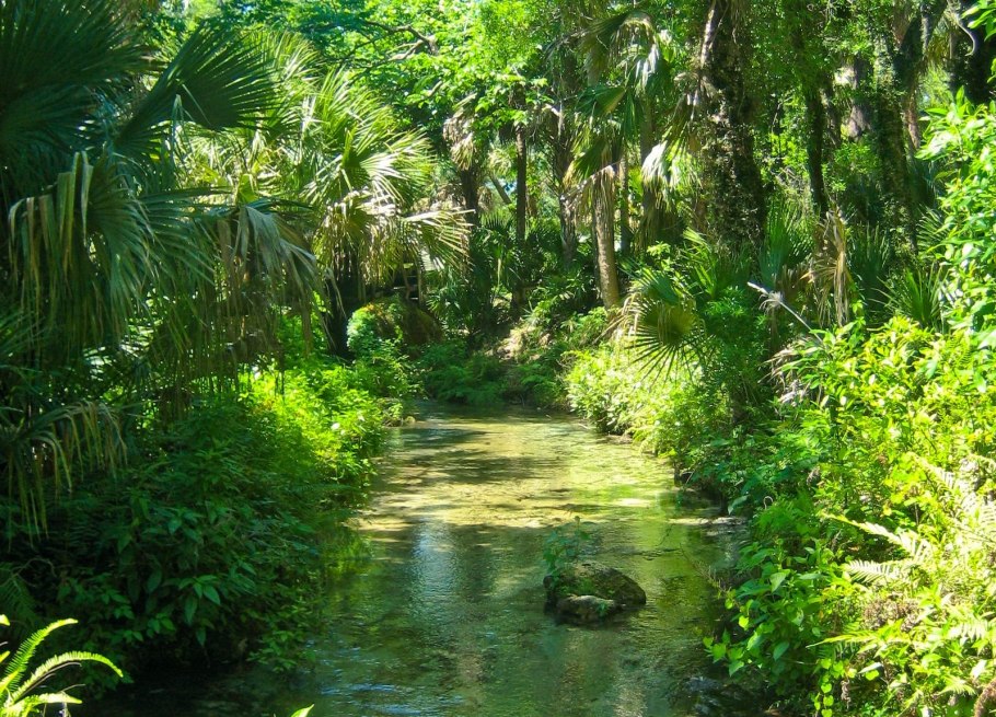 Вечнозеленые дождевые леса Африки почвы