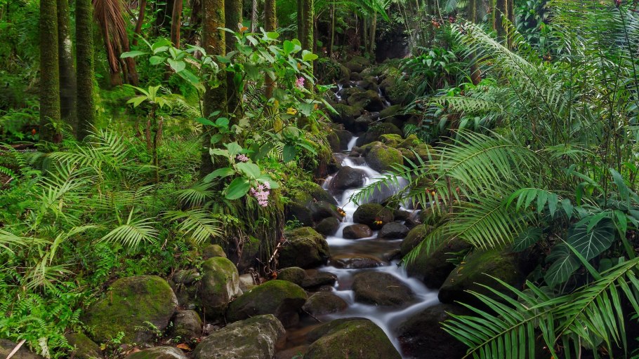Растения болотистой местности