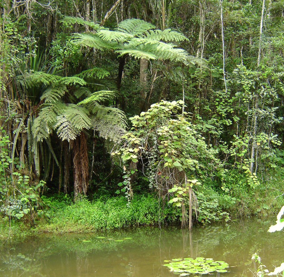 Тропические леса Гватемалы
