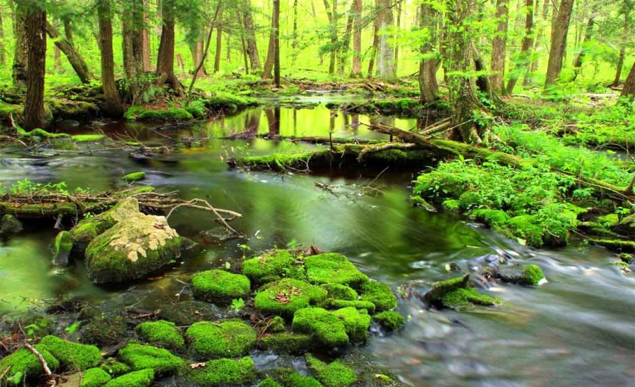 Заболоченные тропические леса