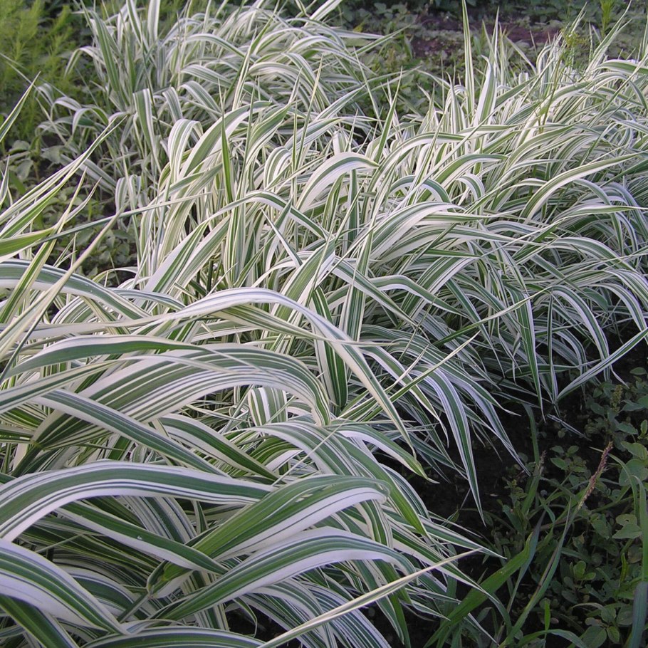 Фалярис тростниковый 'variegata'