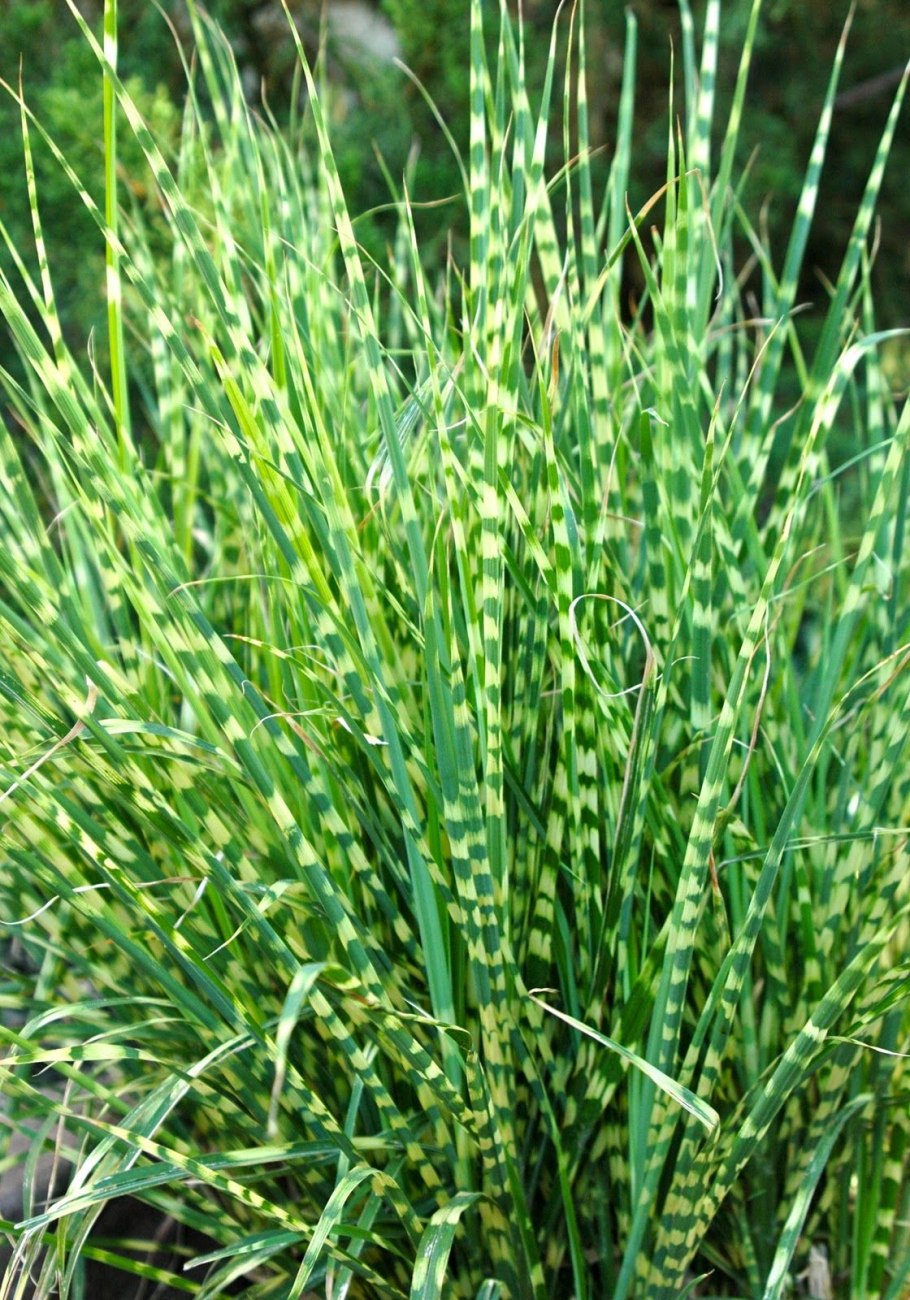 Panicum virgatum Northwind