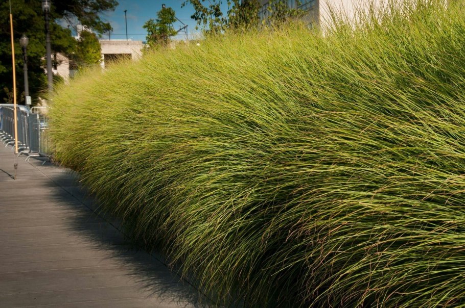 "Канареечник тростниковидный Phalaris arundinacea"