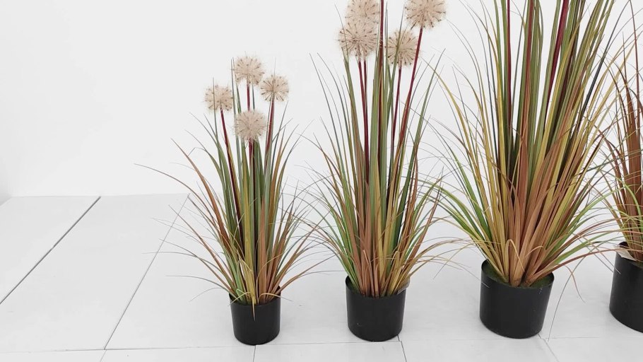 Вейник остроцветковый Овердам