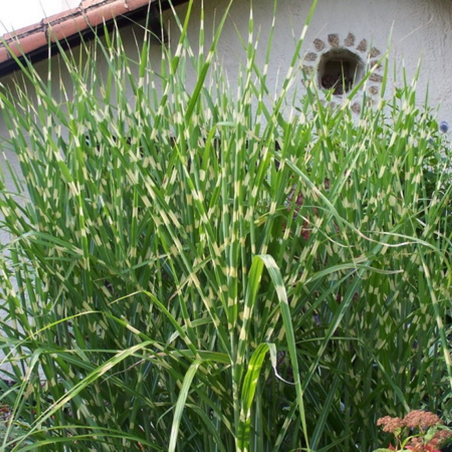 Фалярис arundinacea