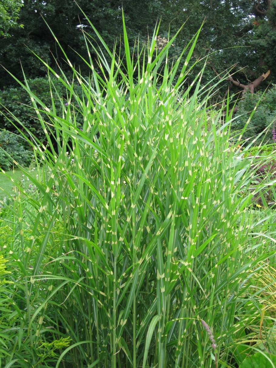 Фалярис тростниковый Tricolor