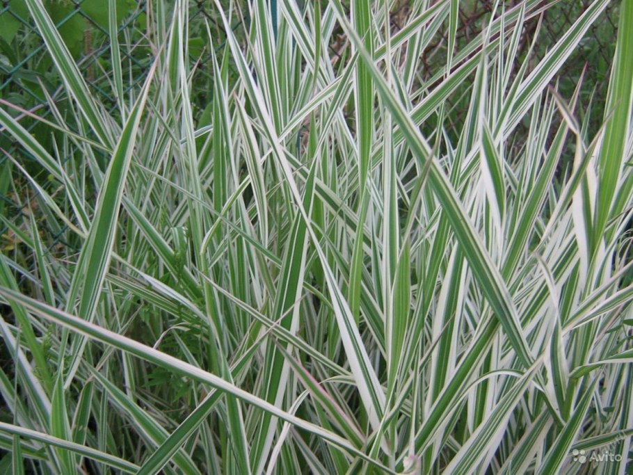Овсяница Готье газон