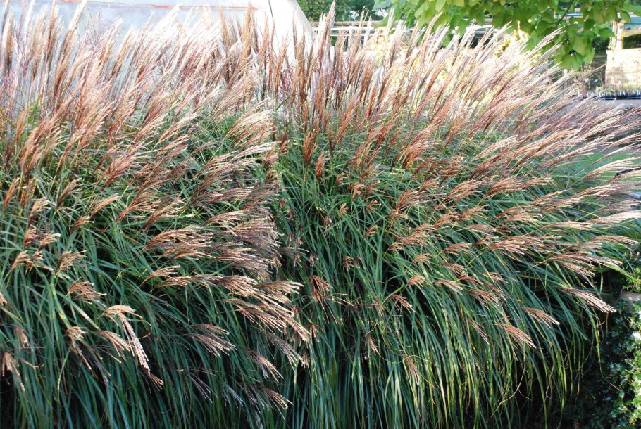 Мискантус китайский Зебринус