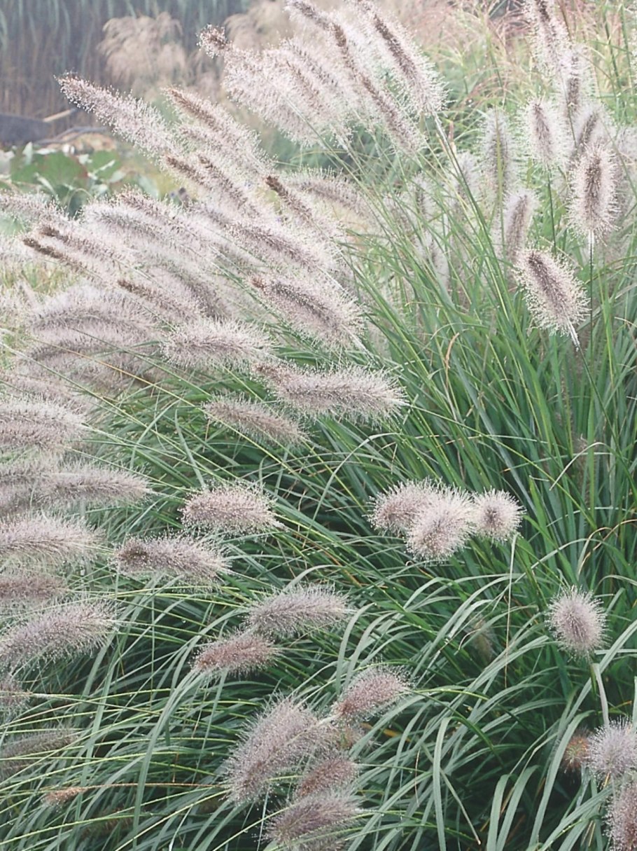 Вейник остроцветковый Карл Форстер