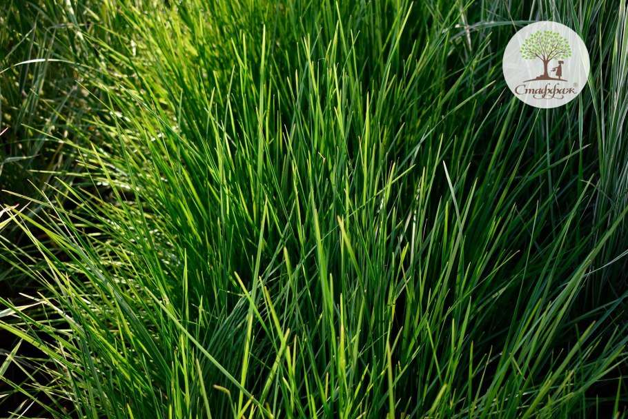 Пеннисетум и Императа