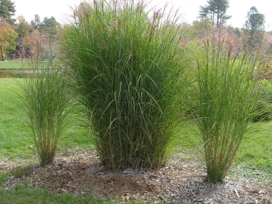 Мискантус китайский Зебринус