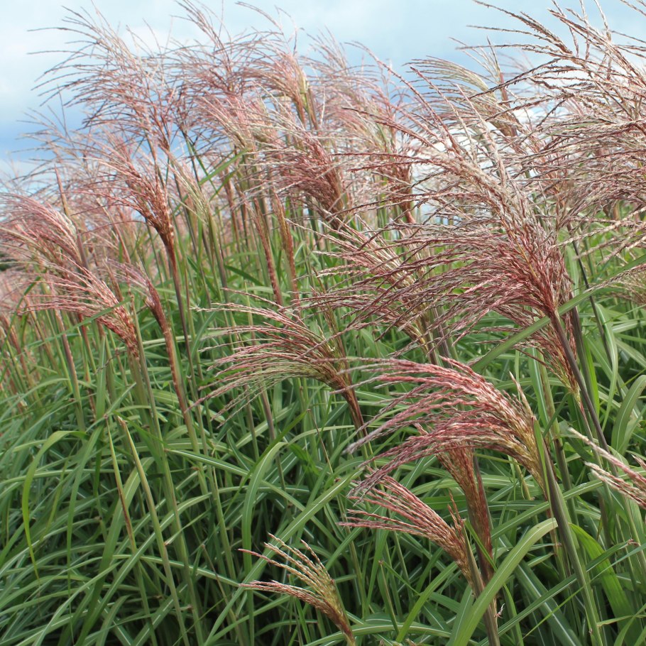 Китайский камыш мискантус