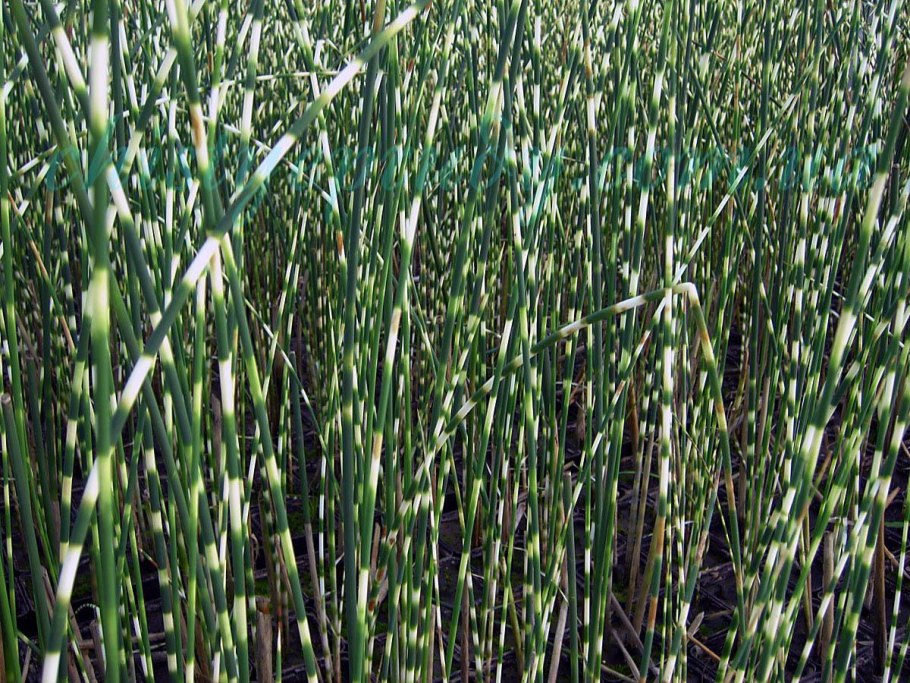 Камыш и ковыль