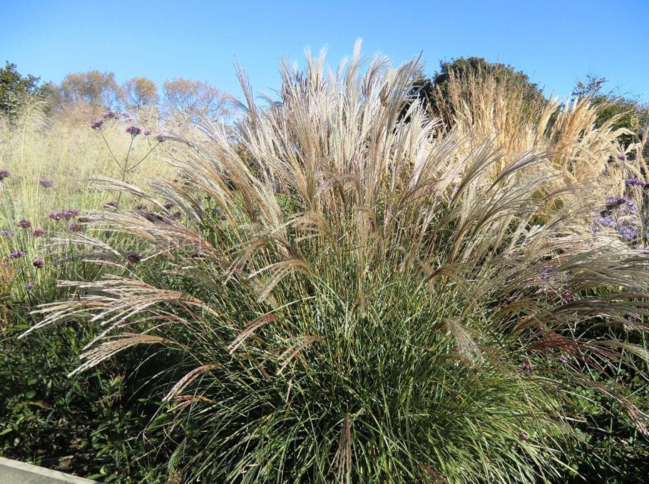 Изгородь декоративная Naterial 1.5x3 м цвет сосна